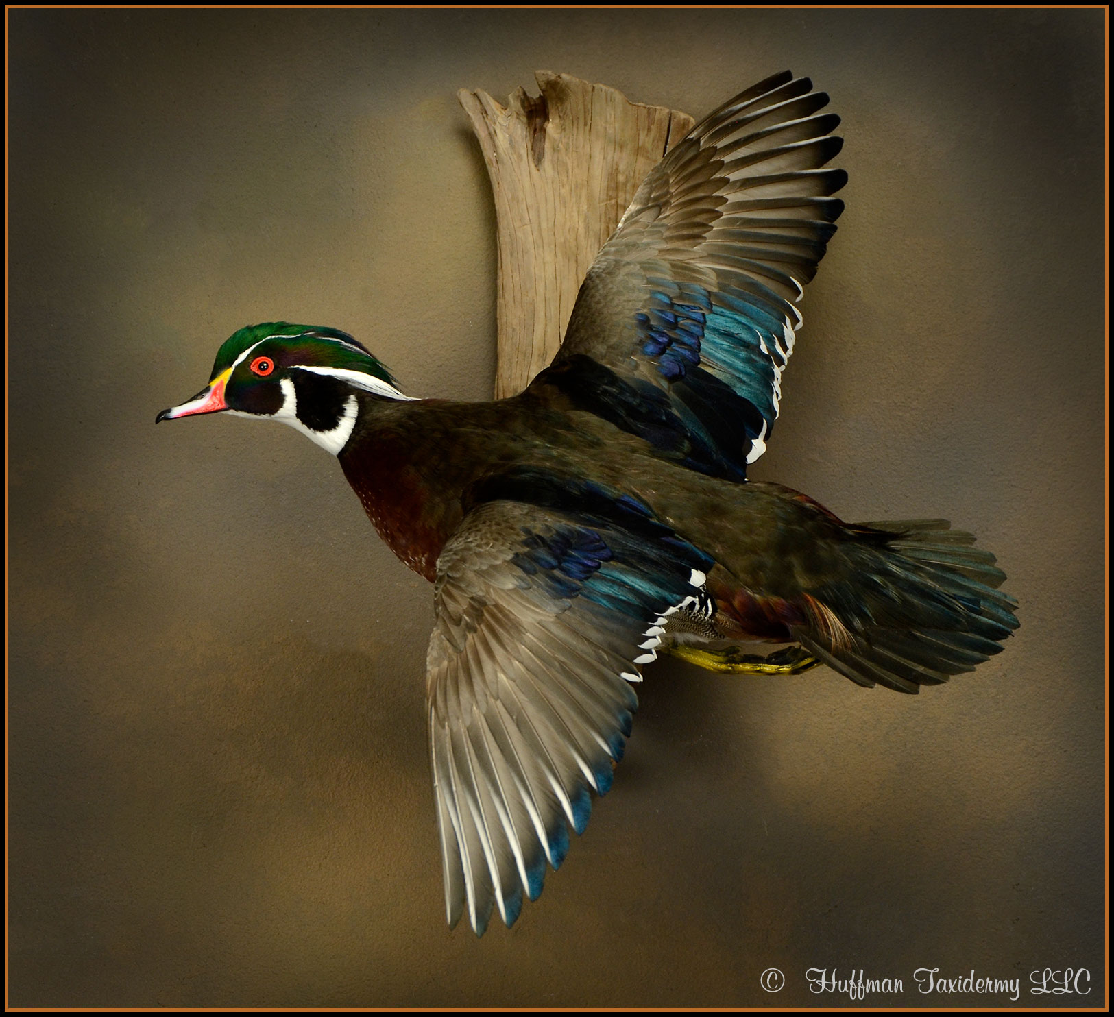 Wood Duck Taxidermy Mount