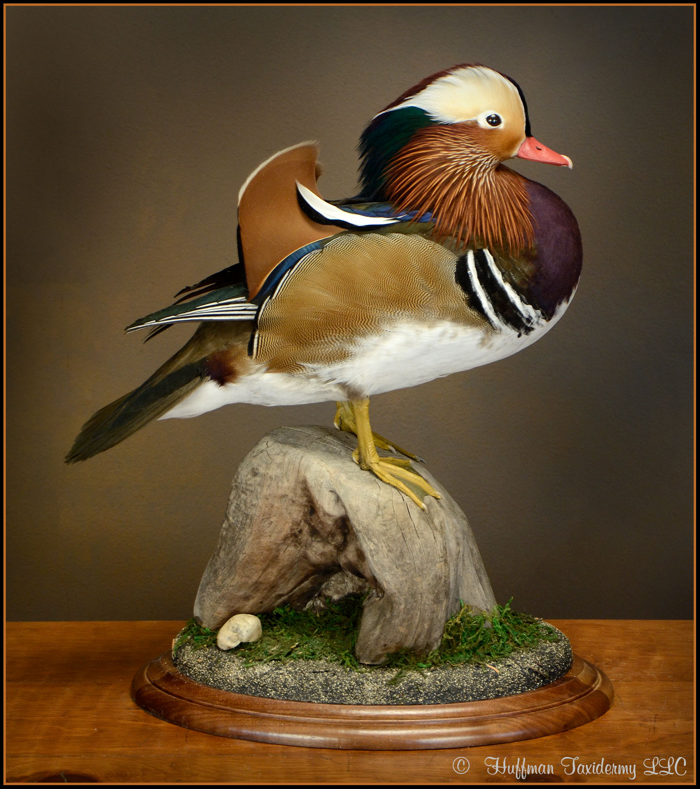 Mandarin Drake Taxidermy Mount