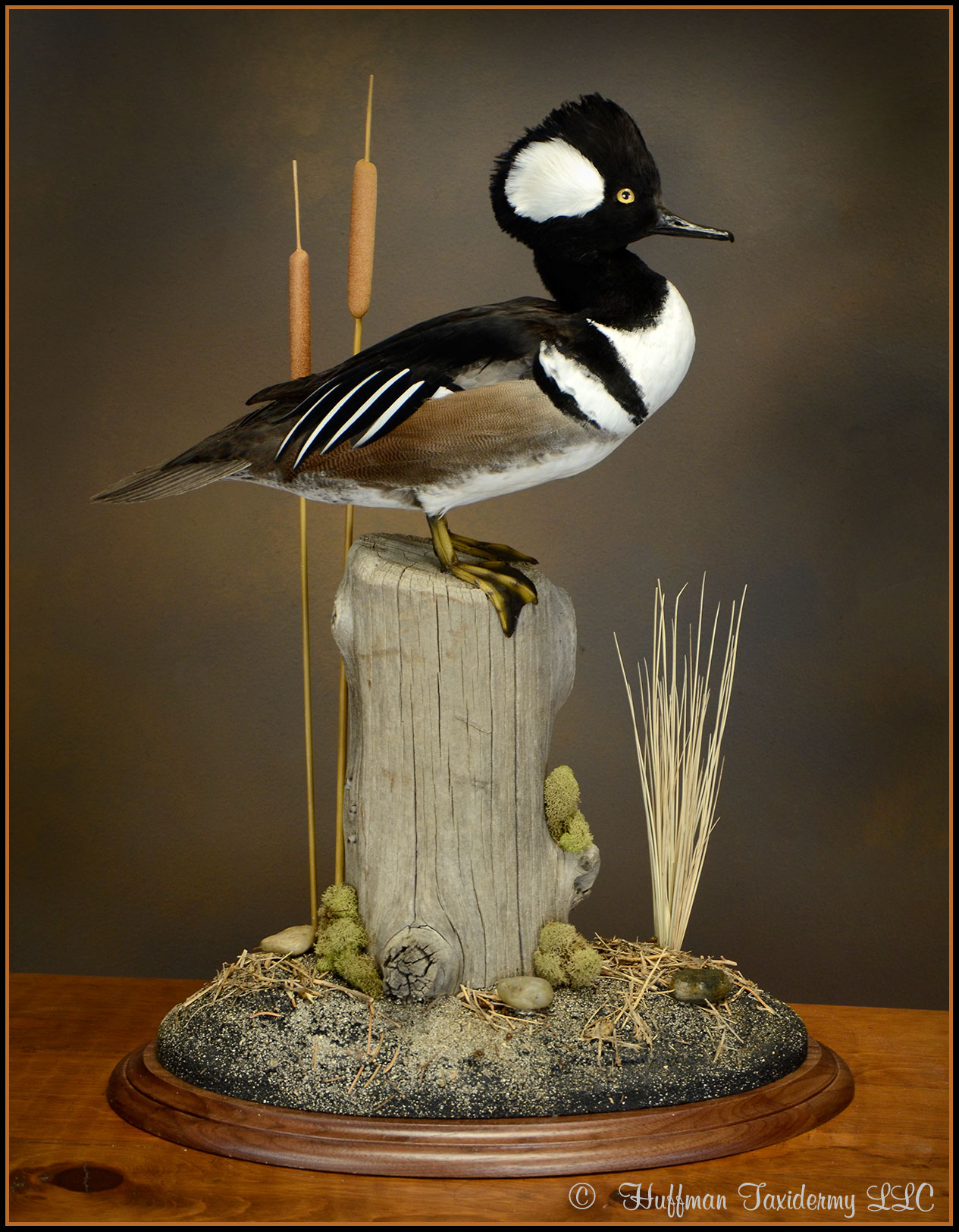 Hooded Merganser Taxidermy Mount