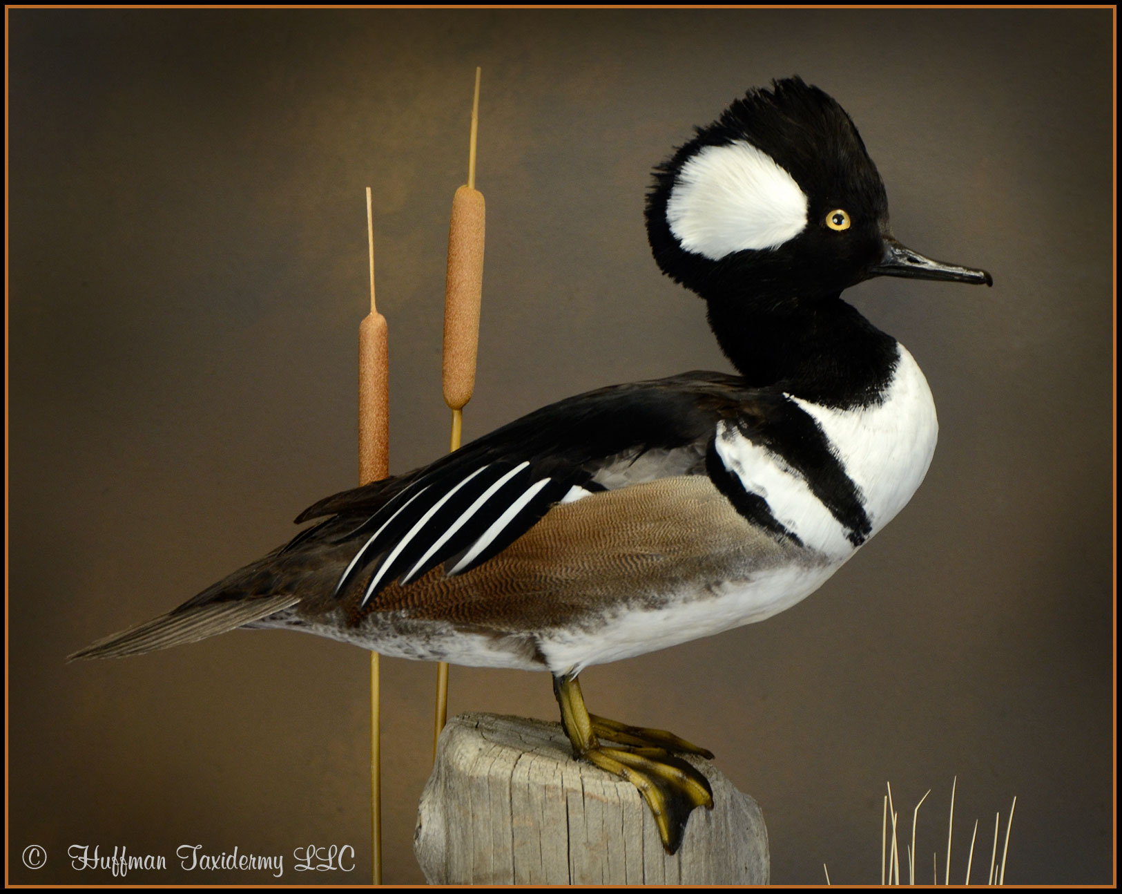 Hooded Merganser Taxidermy