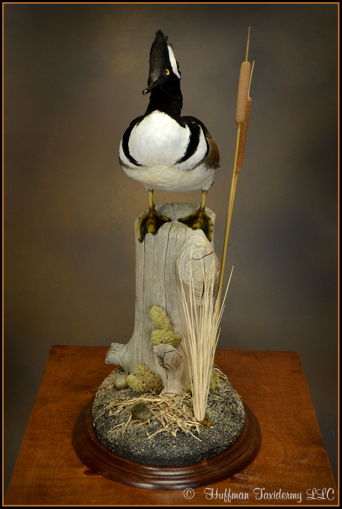 Hooded Merganser Taxidermy Mount
