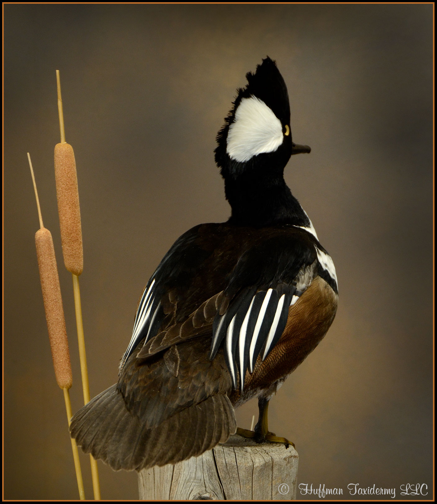 Hooded Merganser Taxidermy Mount