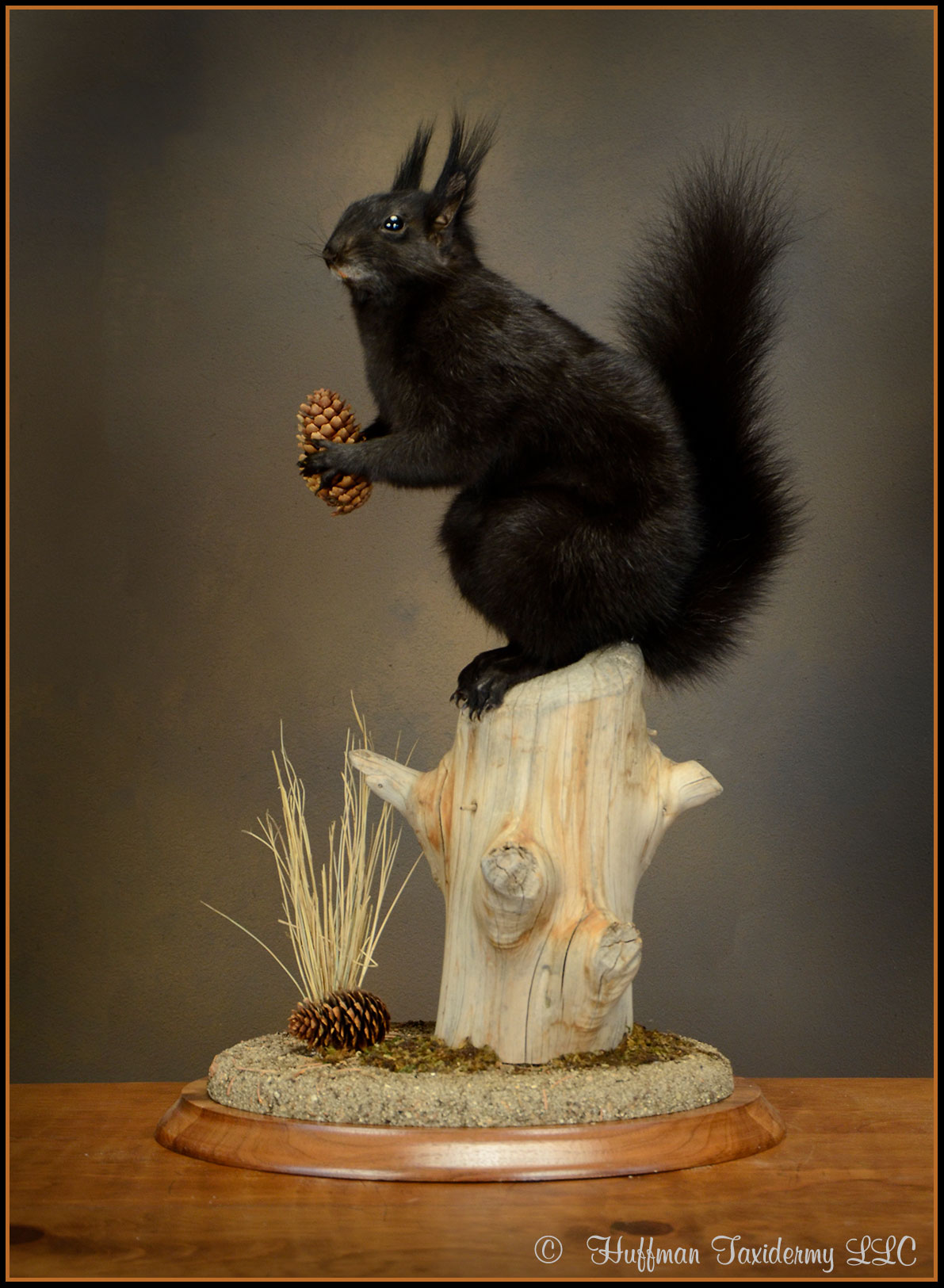 Abert’s Squirrel Taxidermy Mount