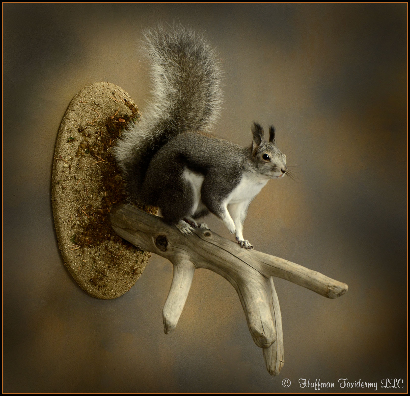 Abert’s Squirrel Taxidermy Mount