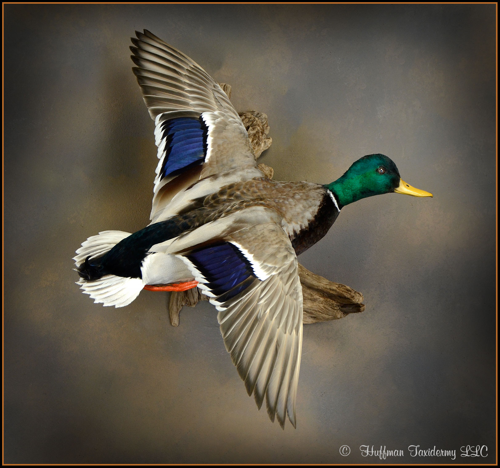 Mallard Duck Taxidermy Mount