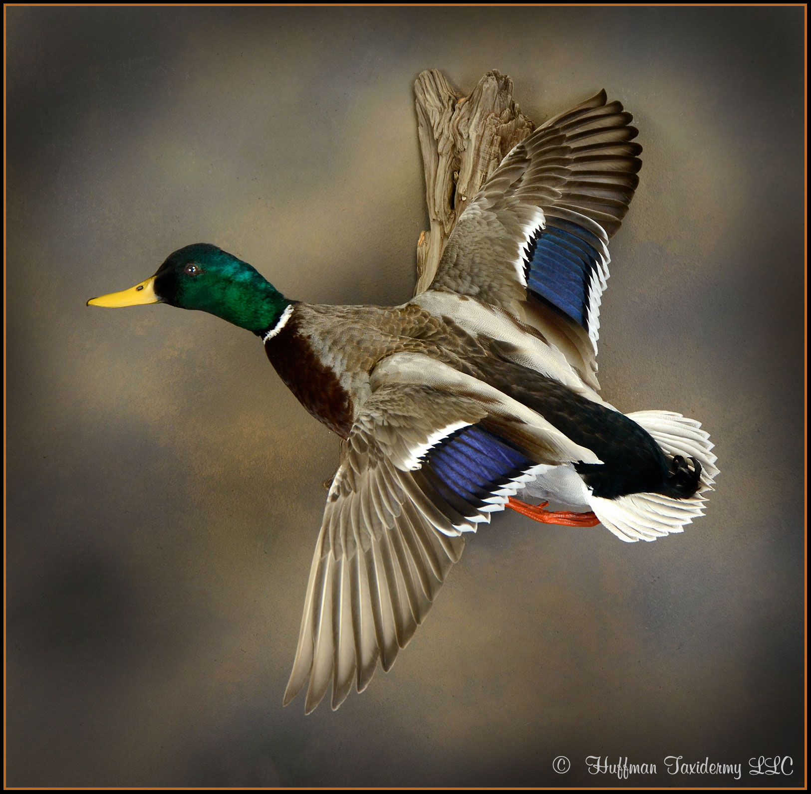 Mallard Duck Taxidermy Mount