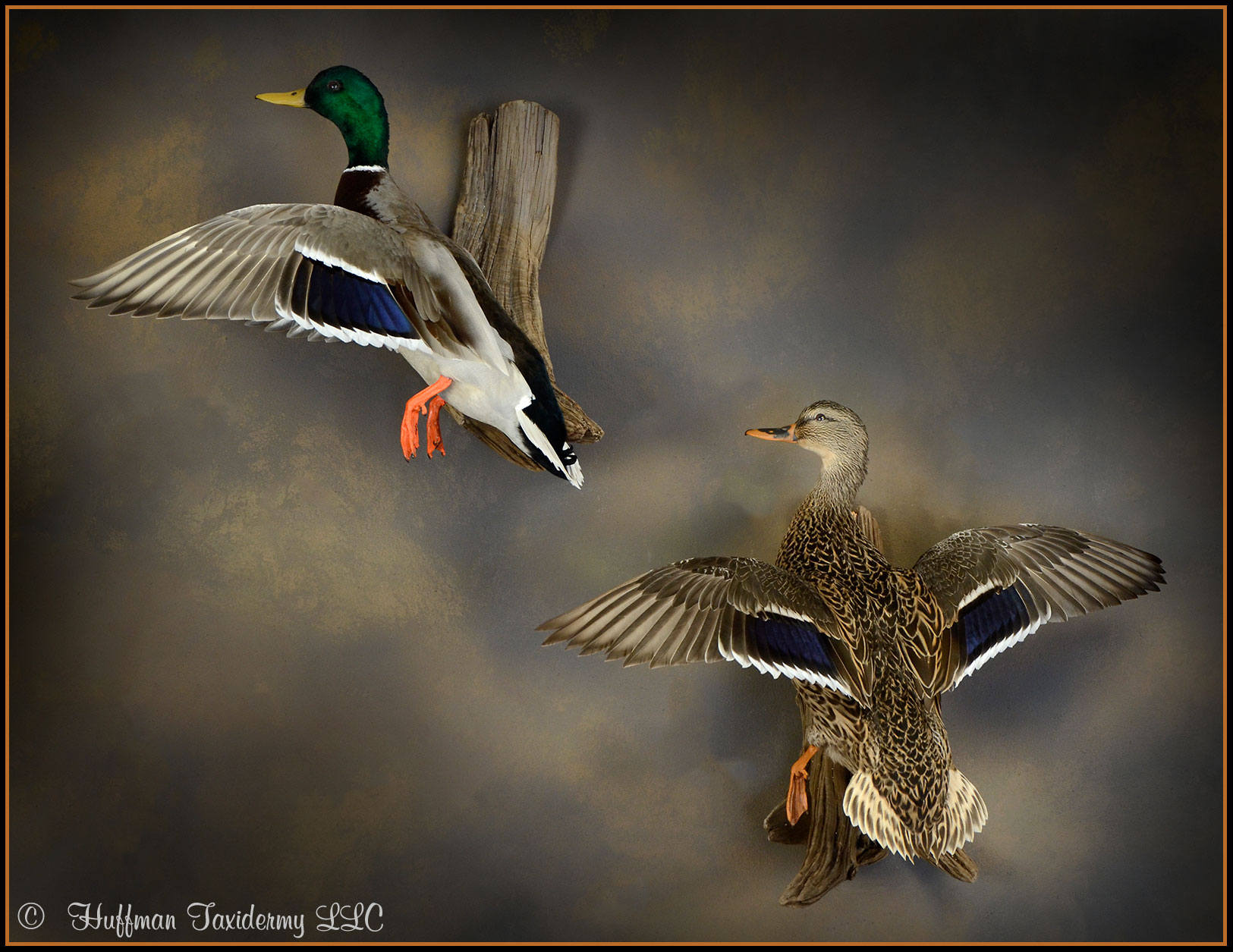 Mallard Duck Taxidermy Mount
