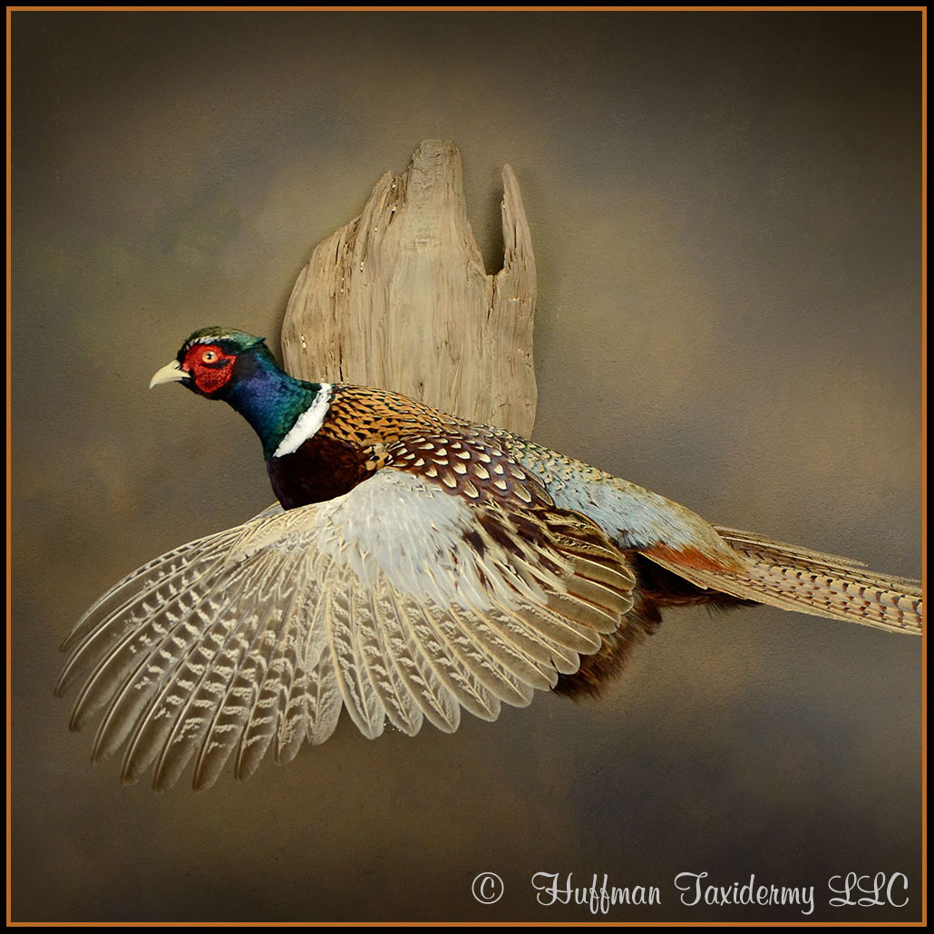 Ringneck Pheasant Taxidermy Mount