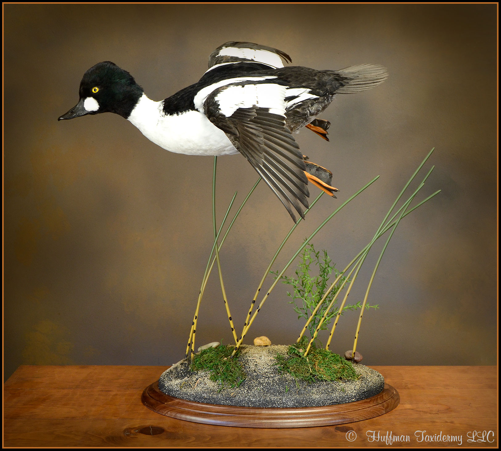 American Goldeneye Taxidermy Mount