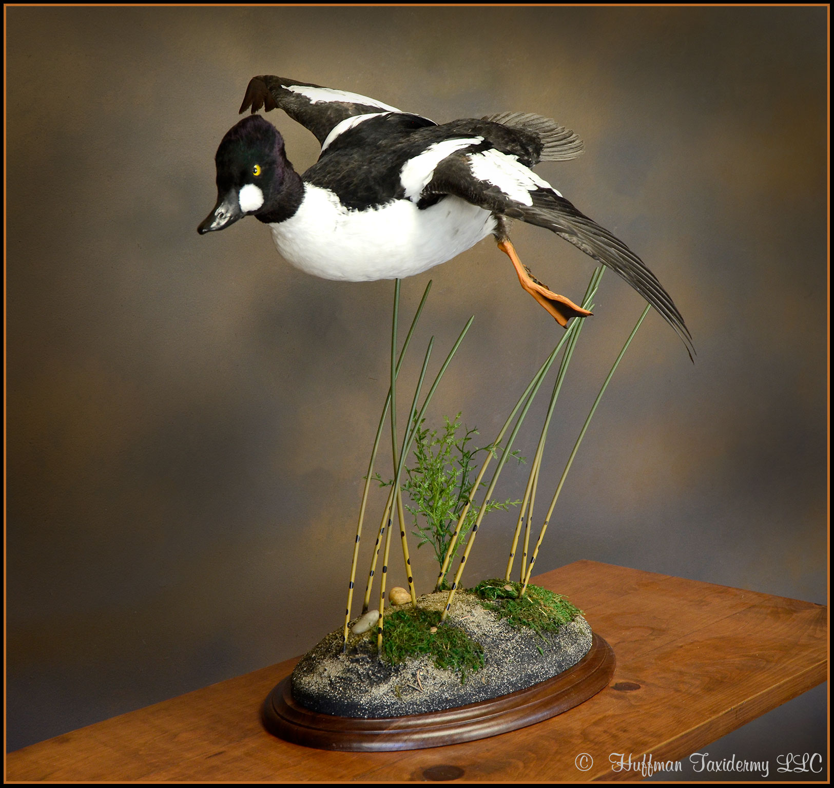 American Goldeneye Taxidermy Mount