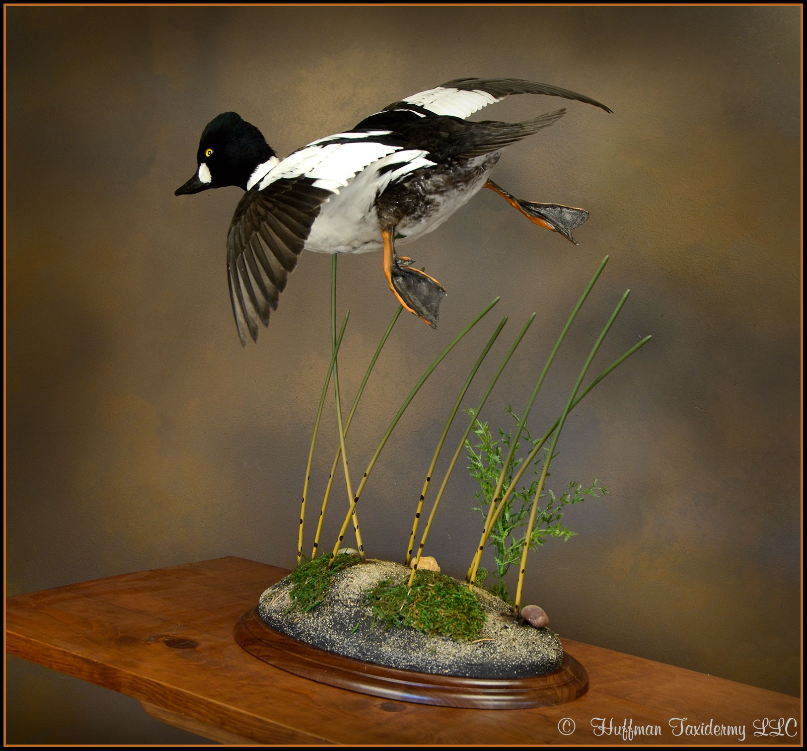 American Goldeneye Taxidermy Mount