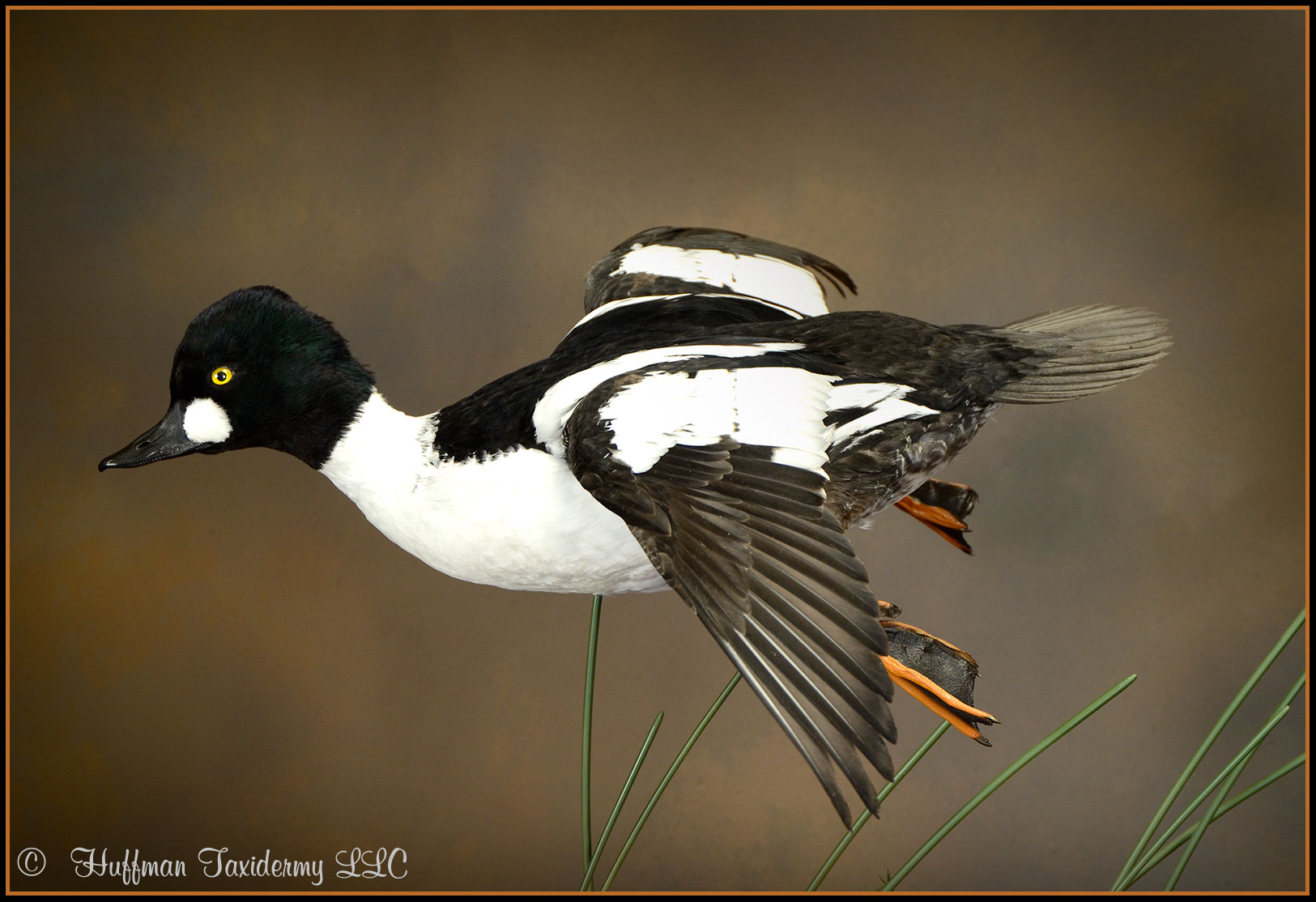 American Goldeneye Taxidermy Mount