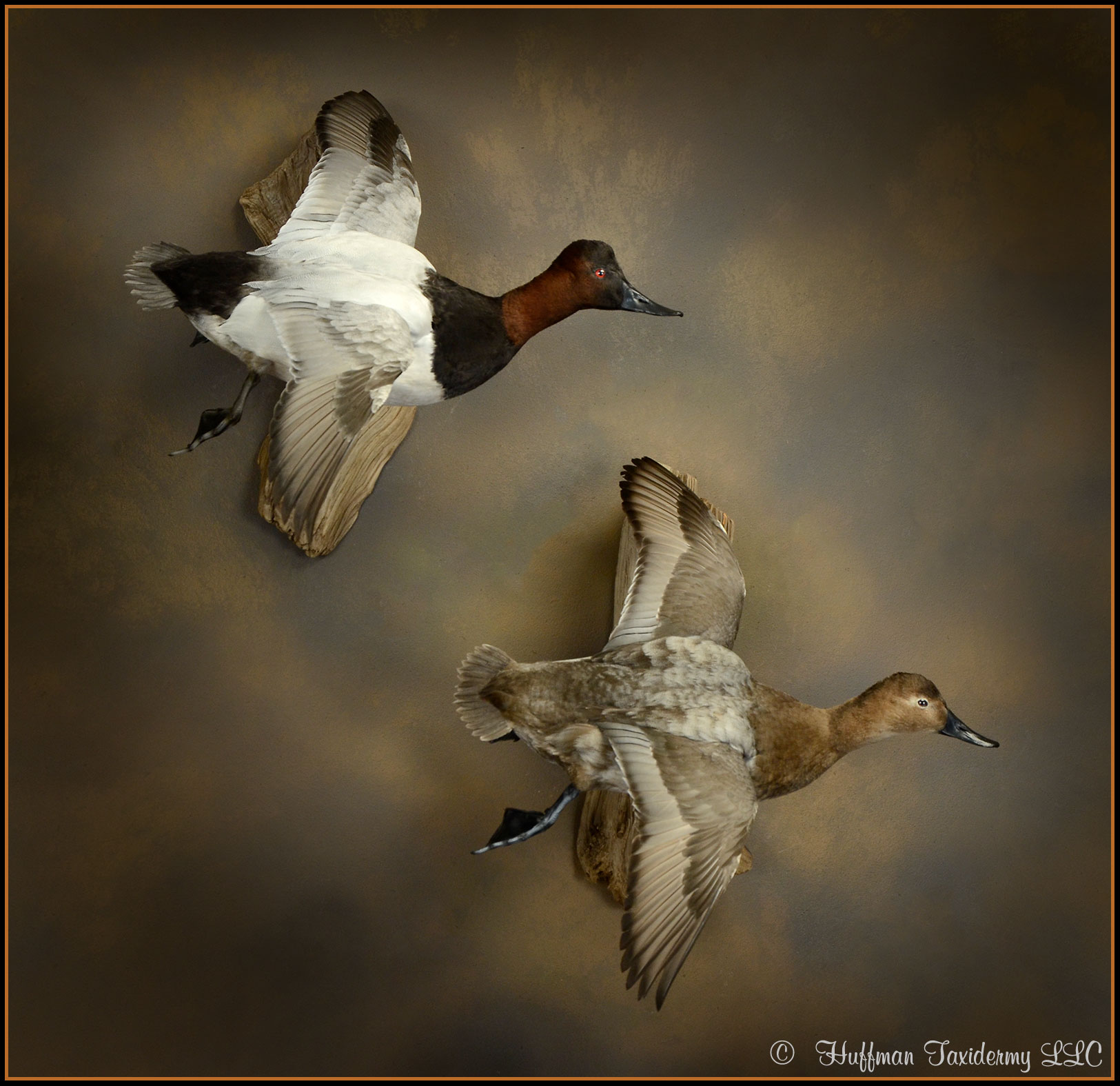 Canvasback Taxidermy Mount