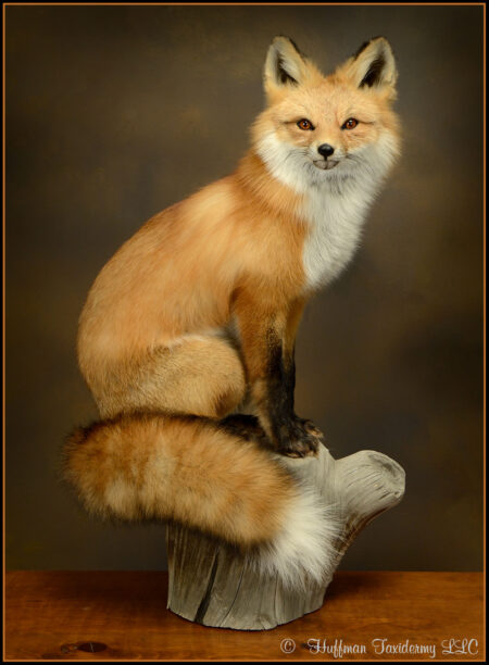 Red Fox Taxidermy Mount For Sale