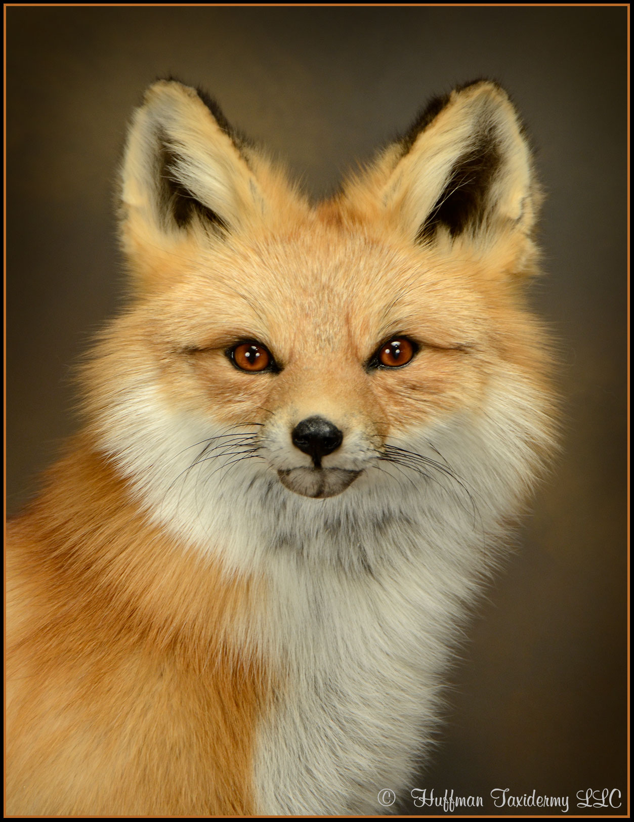 Red Fox Taxidermy Mount # 2528 - Huffman Taxidermy