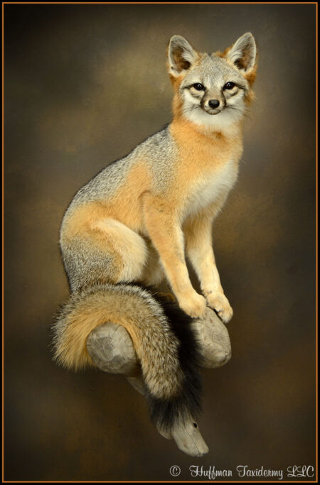 Grey Fox Taxidermy Mount For Sale