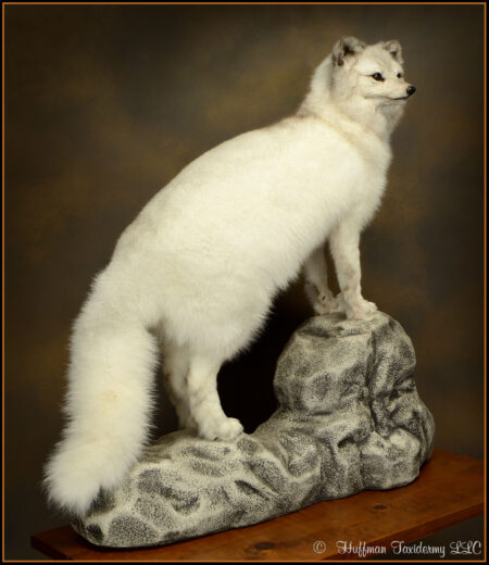 Arctic Fox Taxidermy Mount # 2530 - Huffman Taxidermy