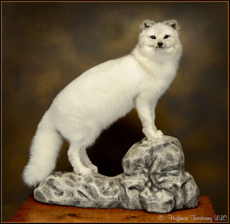Arctic Fox Taxidermy Mount For Sale