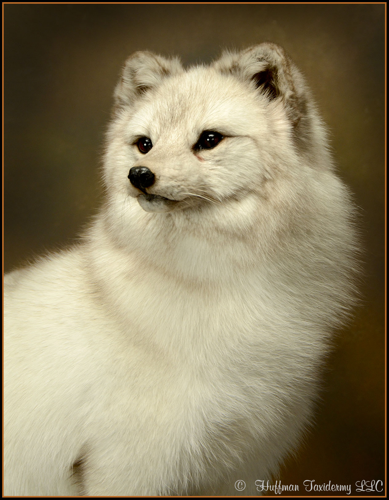 Arctic Fox Taxidermy Mount # 2530 - Huffman Taxidermy