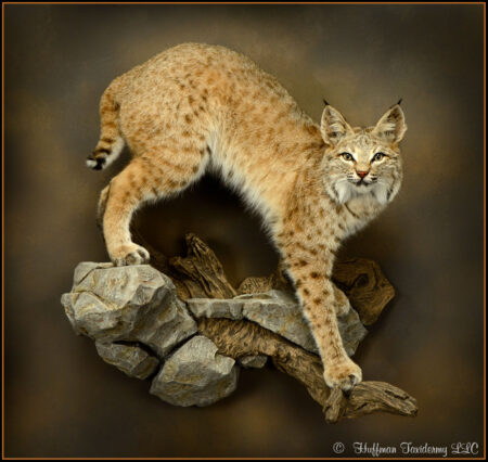 Bobcat Taxidermy Mount For Sale
