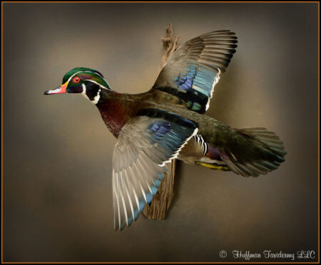 Wood Duck Taxidermy Mount For Sale