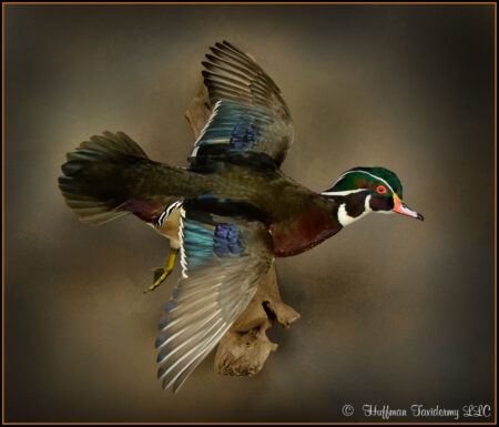 Wood Duck Taxidermy Mount For Sale