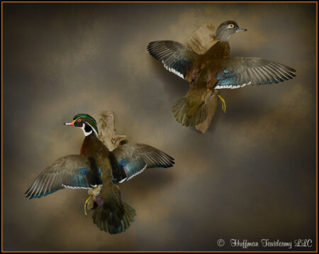 Wood Duck Pair Taxidermy Mounts For Sale