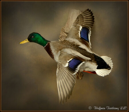 Mallard Duck Taxidermy Mount For Sale