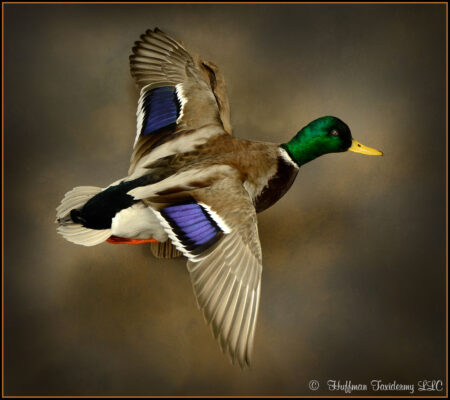 Mallard Duck Taxidermy Mount For Sale