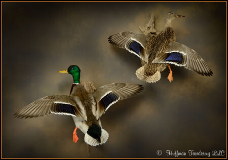 Mallard Duck Taxidermy Mount For Sale