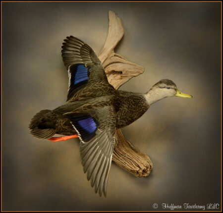 Black Duck Taxidermy Mount For Sale