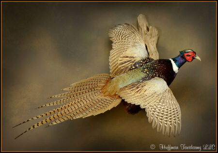 Ringneck Pheasant Taxidermy Mount For Sale