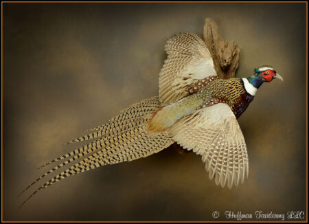 Ringneck Pheasant Taxidermy Mount For Sale