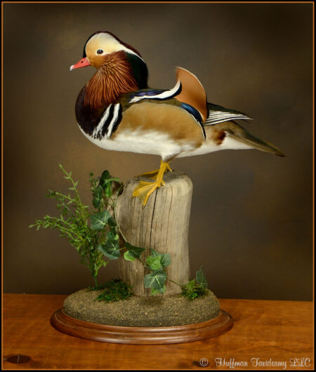 Mandarin Duck Taxidermy Mount For Sale