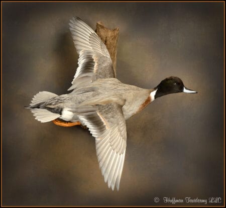 Mallard X Pintail Hybrid Duck Taxidermy Mount For Sale