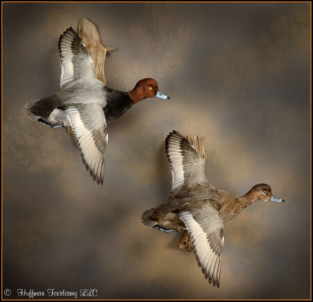 Redhead Duck Pair Taxidermy Mounts For Sale