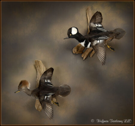 Hooded Merganser Pair Taxidermy Duck Mounts For Sale