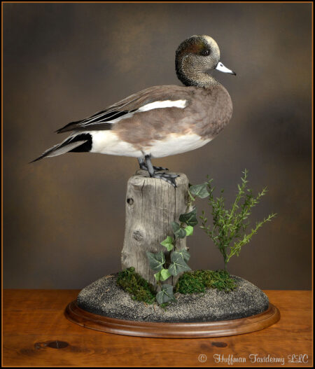 Wigeon Drake Taxidermy Duck Mount For Sale