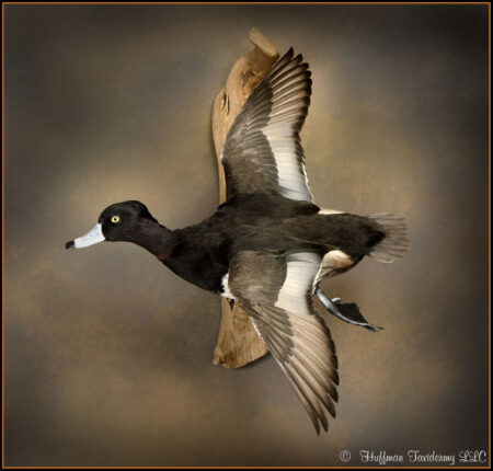 Ring-necked Drake Drake Taxidermy Mount For Sale