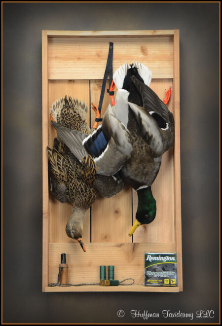 Mallard Duck Dead Game Taxidermy Mount