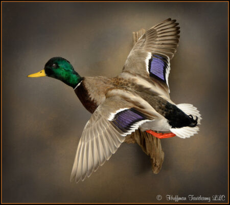 Mallard Duck Taxidermy Mount