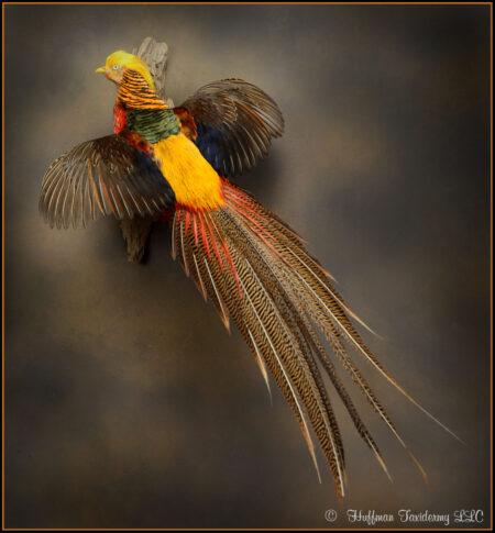 Golden Pheasant Taxidermy Mount
