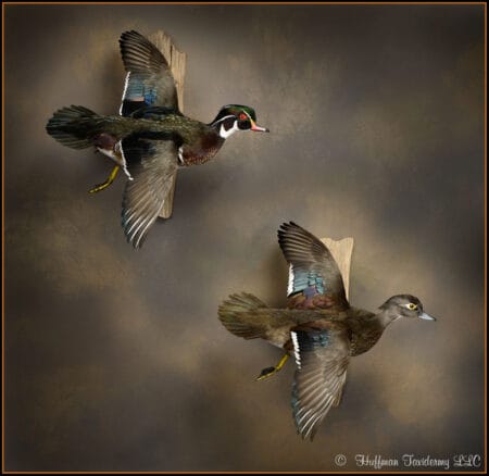 Wood Duck Pair Taxidermy Mount