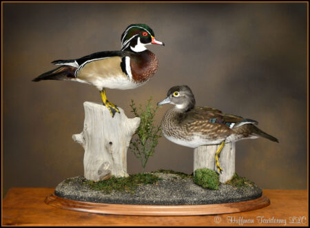 Wood Duck Pair Taxidermy Mount