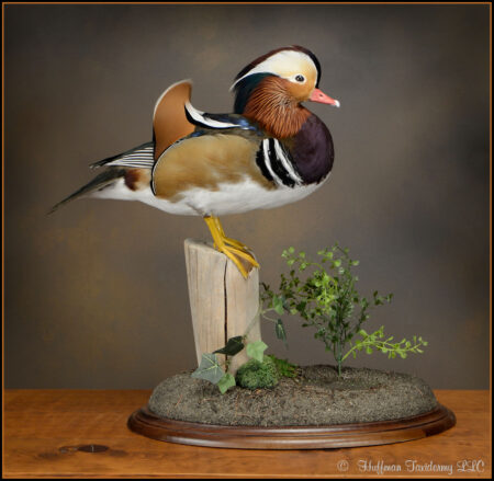 Mandarin Duck Taxidermy Mount