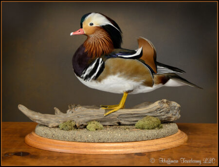 Mandarin Duck Taxidermy Mount