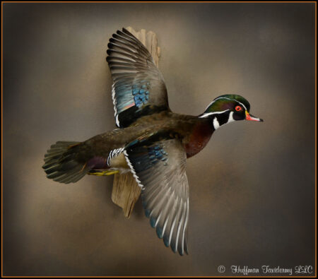Wood Duck Taxidermy Mount