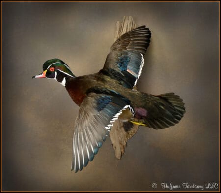Wood Duck Taxidermy Mount